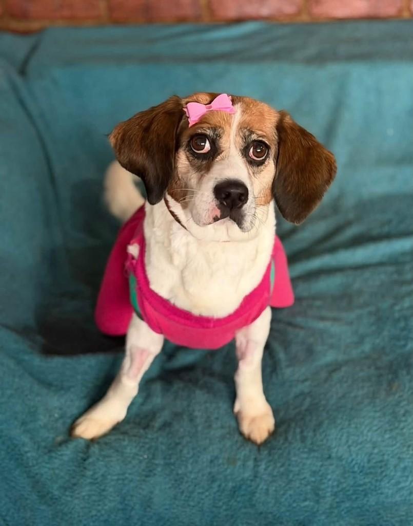 Nina, cadela de porte pequeno para adoção em Cotia - SP