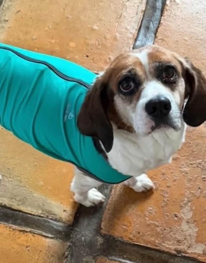 Nina, cadela de porte pequeno para adoção em Cotia - SP — foto 2 de 2