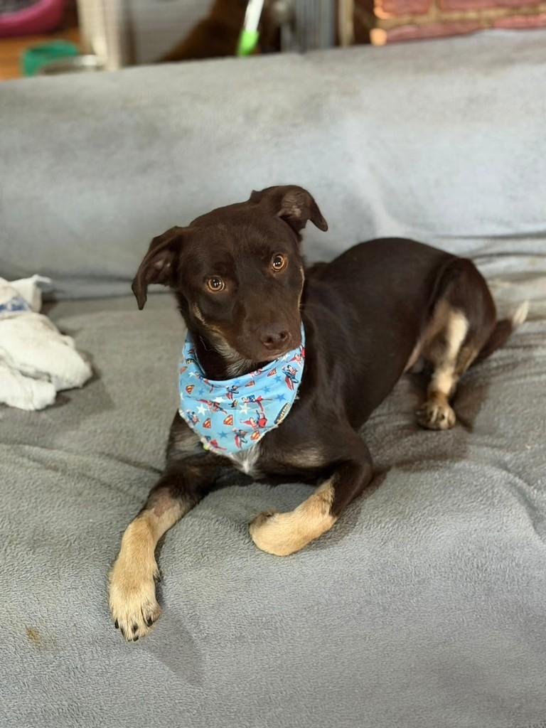 Thor, cachorro de porte médio para adoção em Cotia - SP