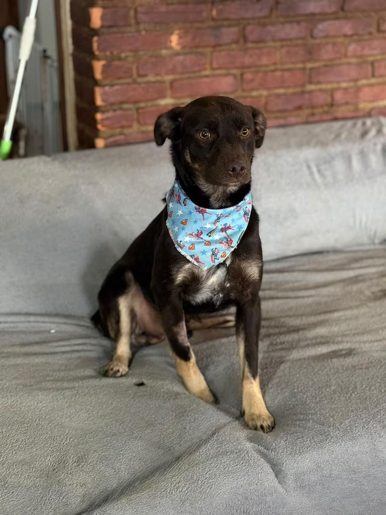 Thor, cachorro de porte médio para adoção em Cotia - SP — foto 2 de 4