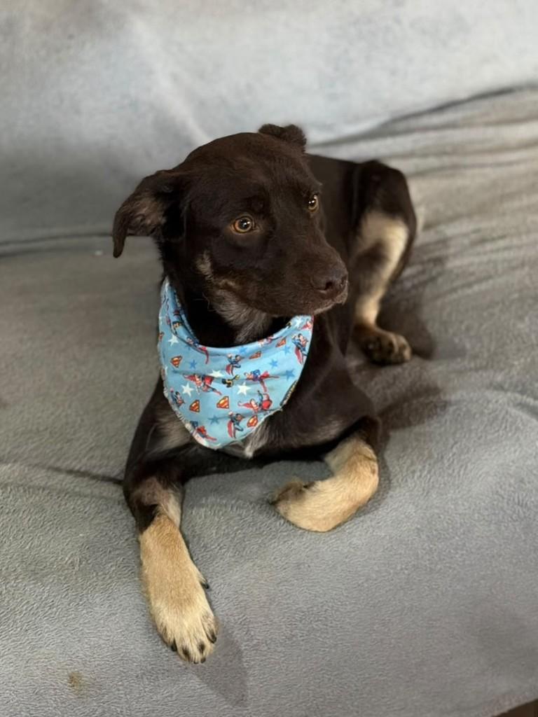 Thor, cachorro de porte médio para adoção em Cotia - SP — foto 3 de 4