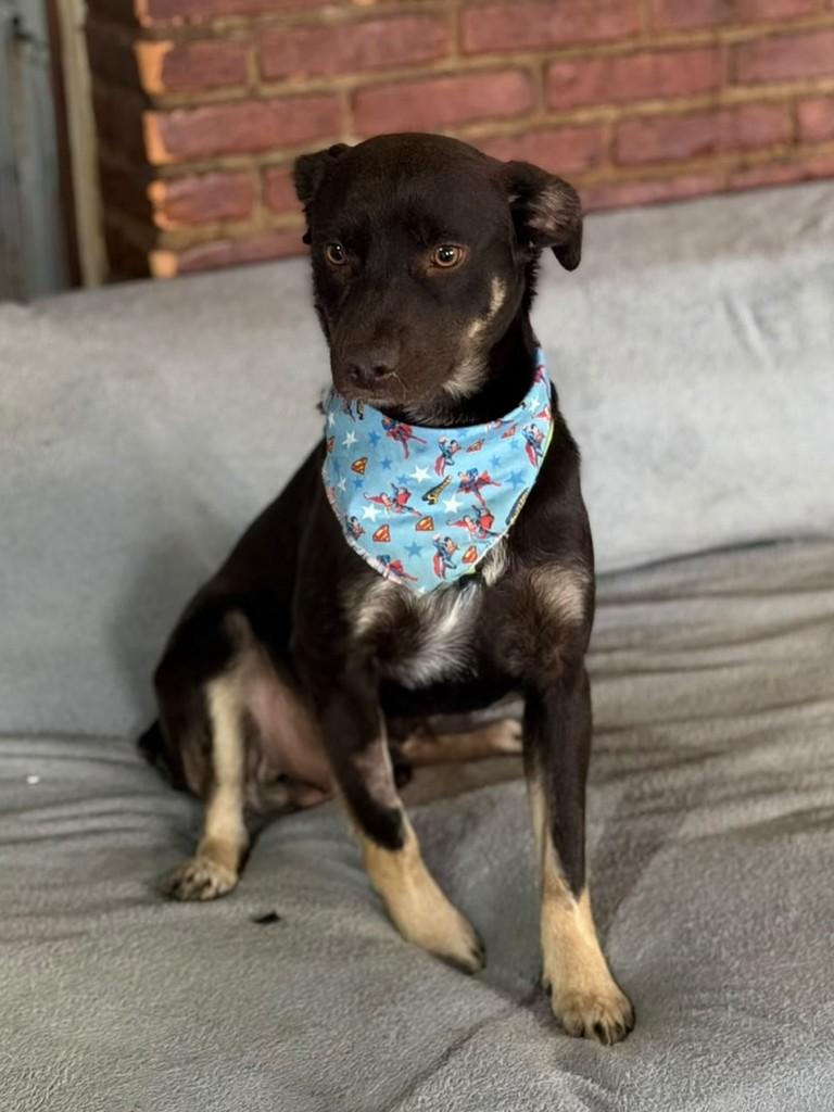 Thor, cachorro de porte médio para adoção em Cotia - SP — foto 4 de 4