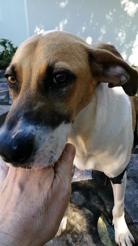 Lili, cadela de porte médio para adoção em Lençóis - BA
