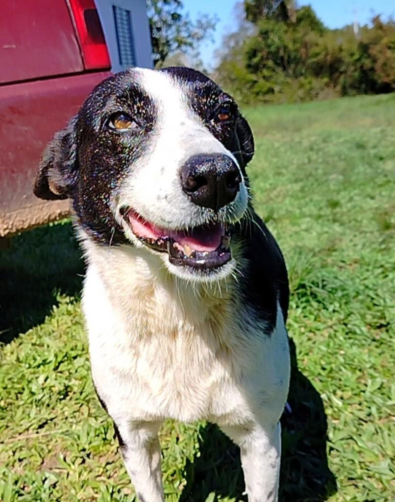 Serena, cadela de porte médio para adoção em Santa Maria - RS
