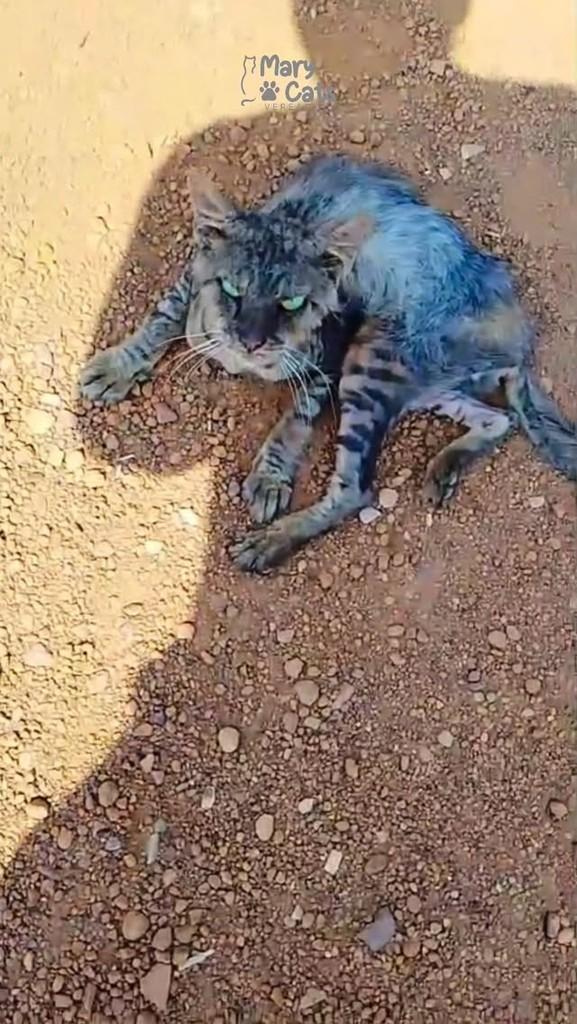 Bilu, gato de porte médio para adoção em Palmas - TO