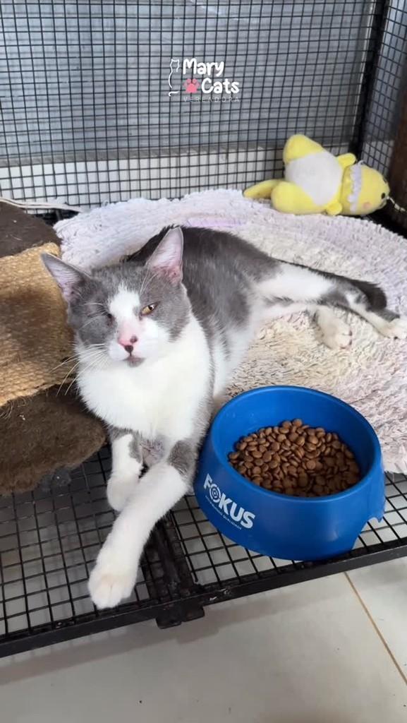 Buck, gato de porte médio para adoção em Palmas - TO