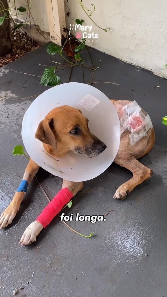 Caramela, cachorro de porte pequeno para adoção em Palmas - TO