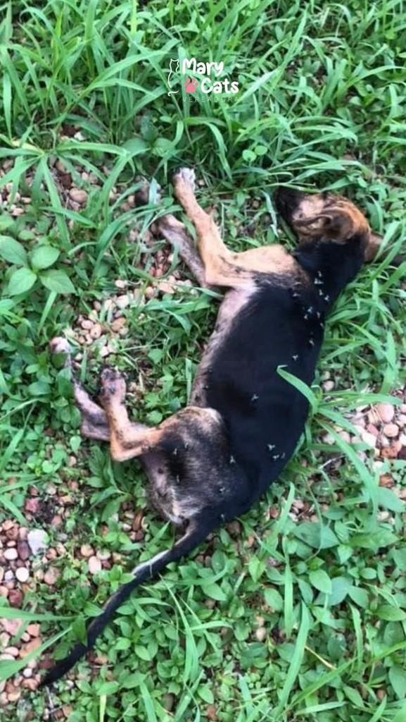 Princesa, cachorro de porte pequeno para adoção em Palmas - TO