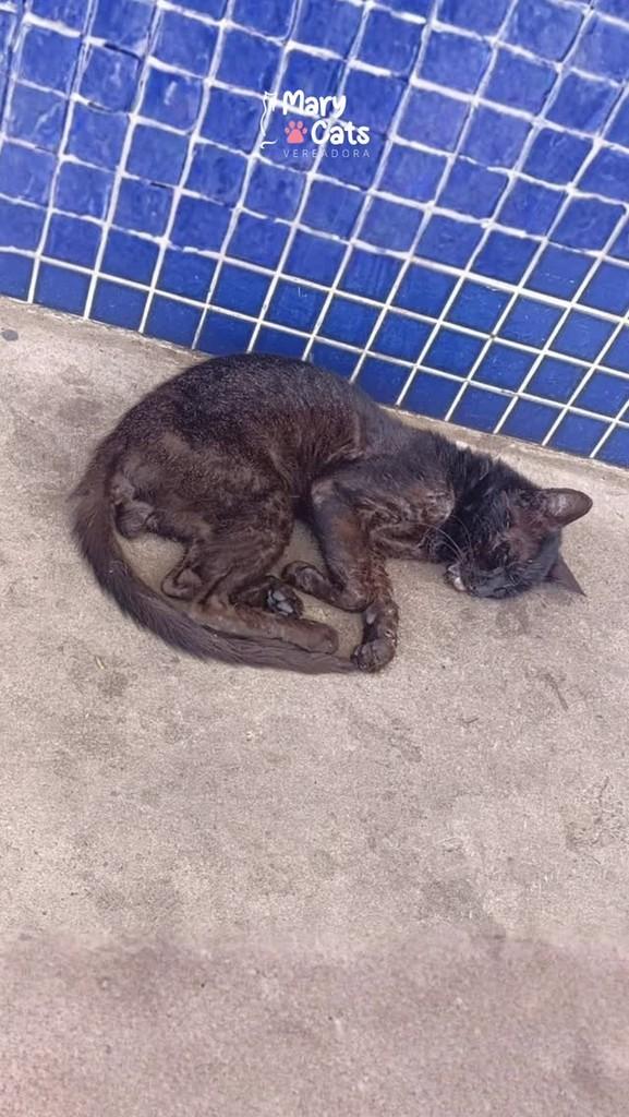 Loki, gato de porte pequeno para adoção em Palmas - TO