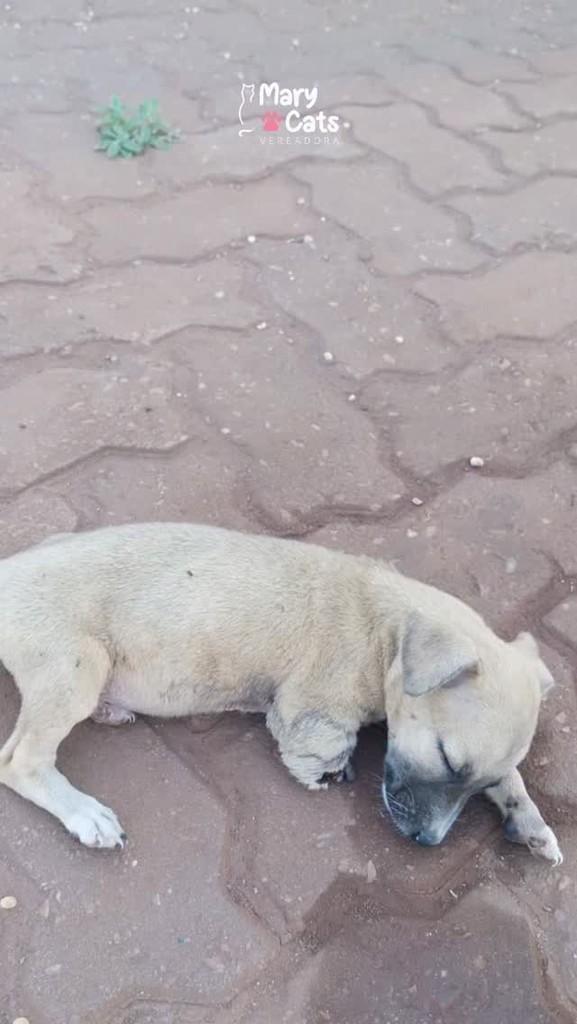 July, cachorro de porte médio para adoção em Palmas - TO