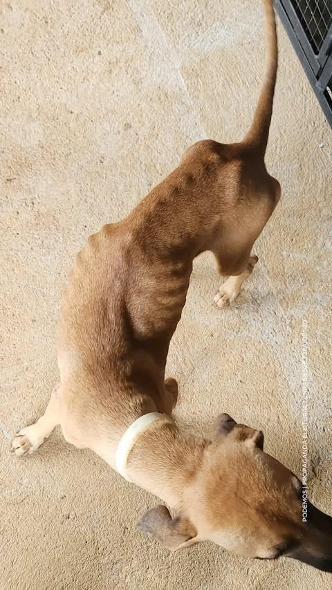 Vitória, cachorro de porte médio para adoção em Palmas - TO