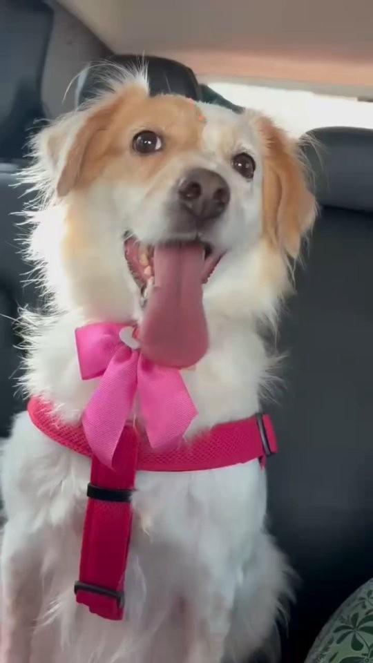 Branca, cachorro de porte pequeno para adoção em Brasília - DF