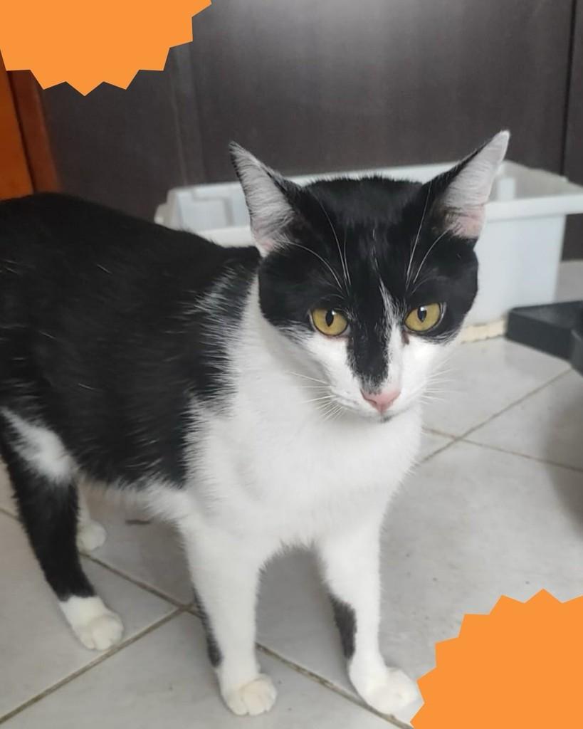 Bartô, gato de porte pequeno para adoção em Brasília - DF