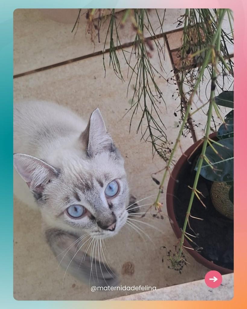 Pepeu, gato de porte pequeno para adoção em Brasília - DF