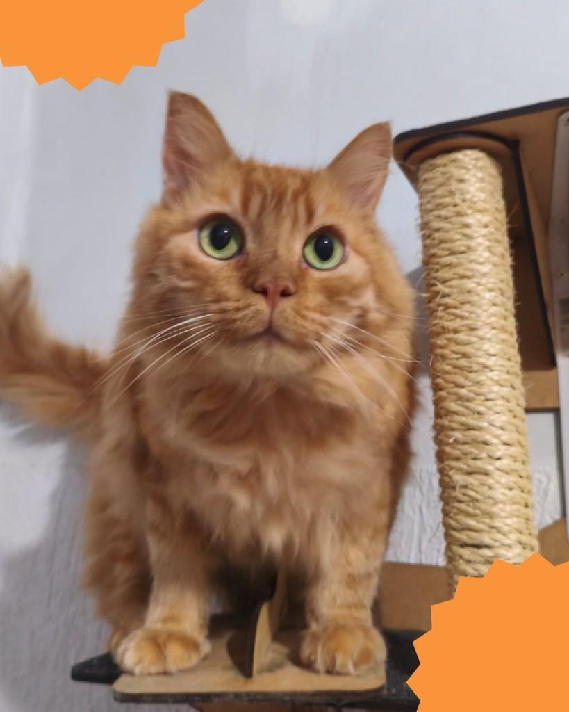 Zeus, gato de porte médio para adoção em Brasília - DF