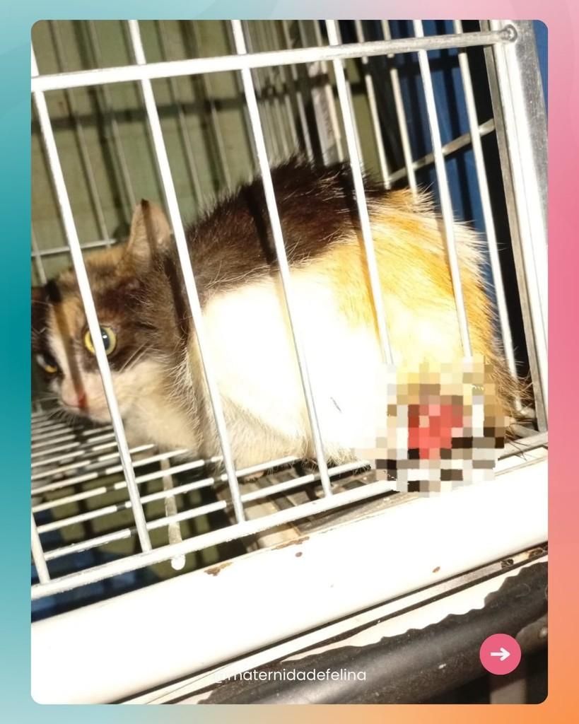 Olga, gato de porte pequeno para adoção em Brasília - DF