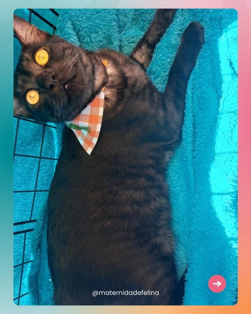 Nebuloso, gato para adoção em Brasília - DF