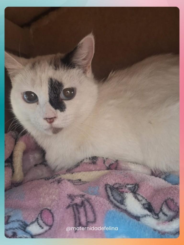 Nina, gato para adoção em Brasília - DF