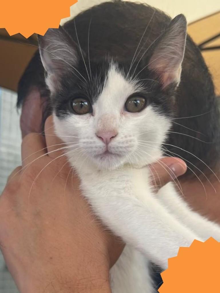 Lorenzo, gato para adoção em Brasília - DF