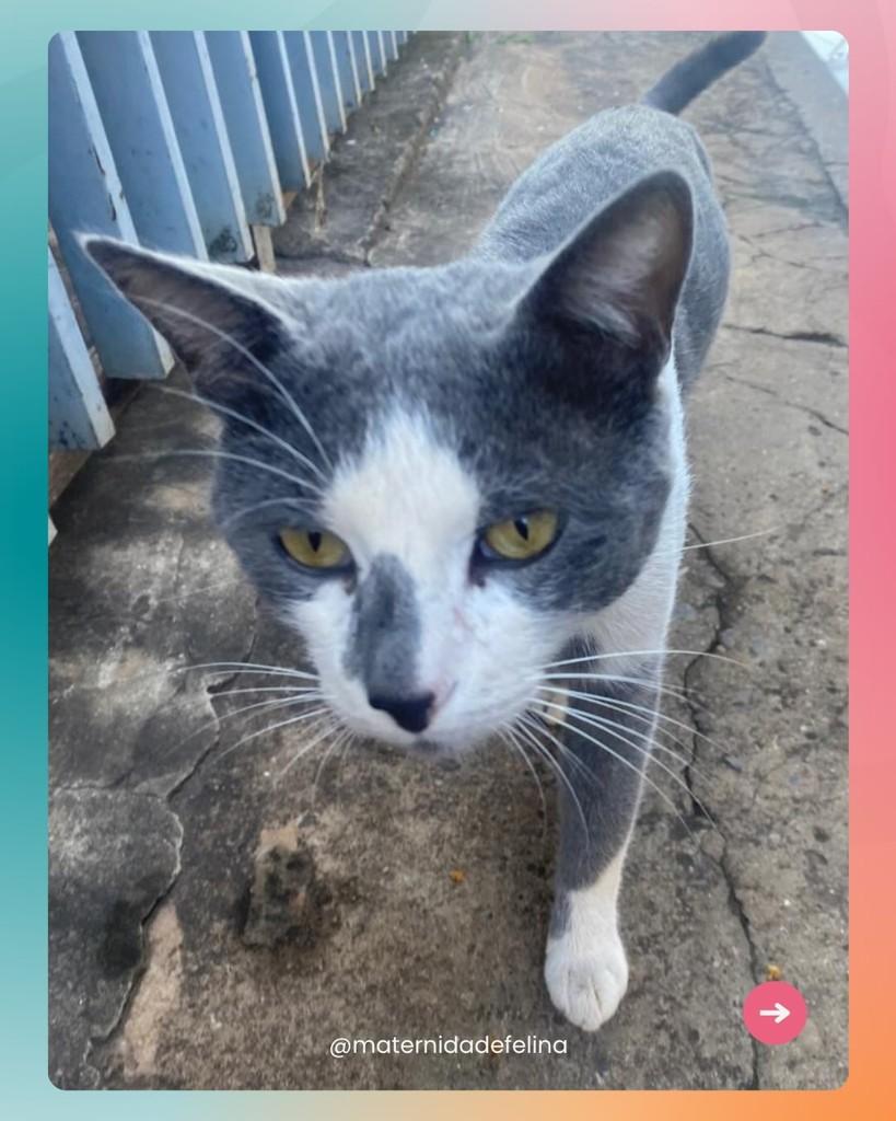 Norberti, gato de porte médio para adoção em Brasília - DF