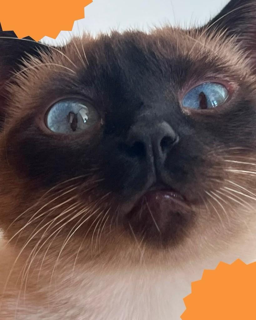 Nala, gata de porte pequeno para adoção em Brasília - DF
