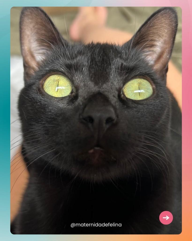 Pretinha, gata para adoção em Brasília - DF