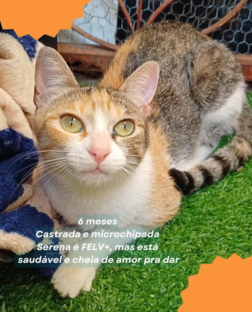Serena, gata de porte pequeno para adoção em Brasília - DF