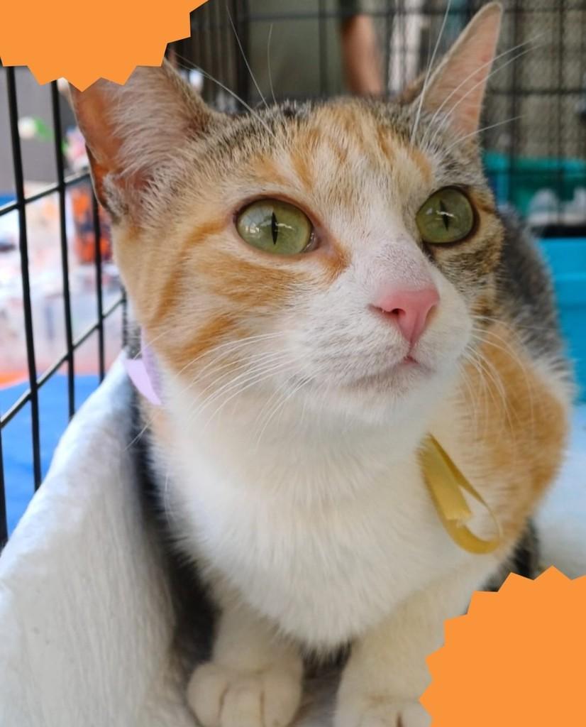 Serena, gata de porte pequeno para adoção em Brasília - DF — foto 2 de 3