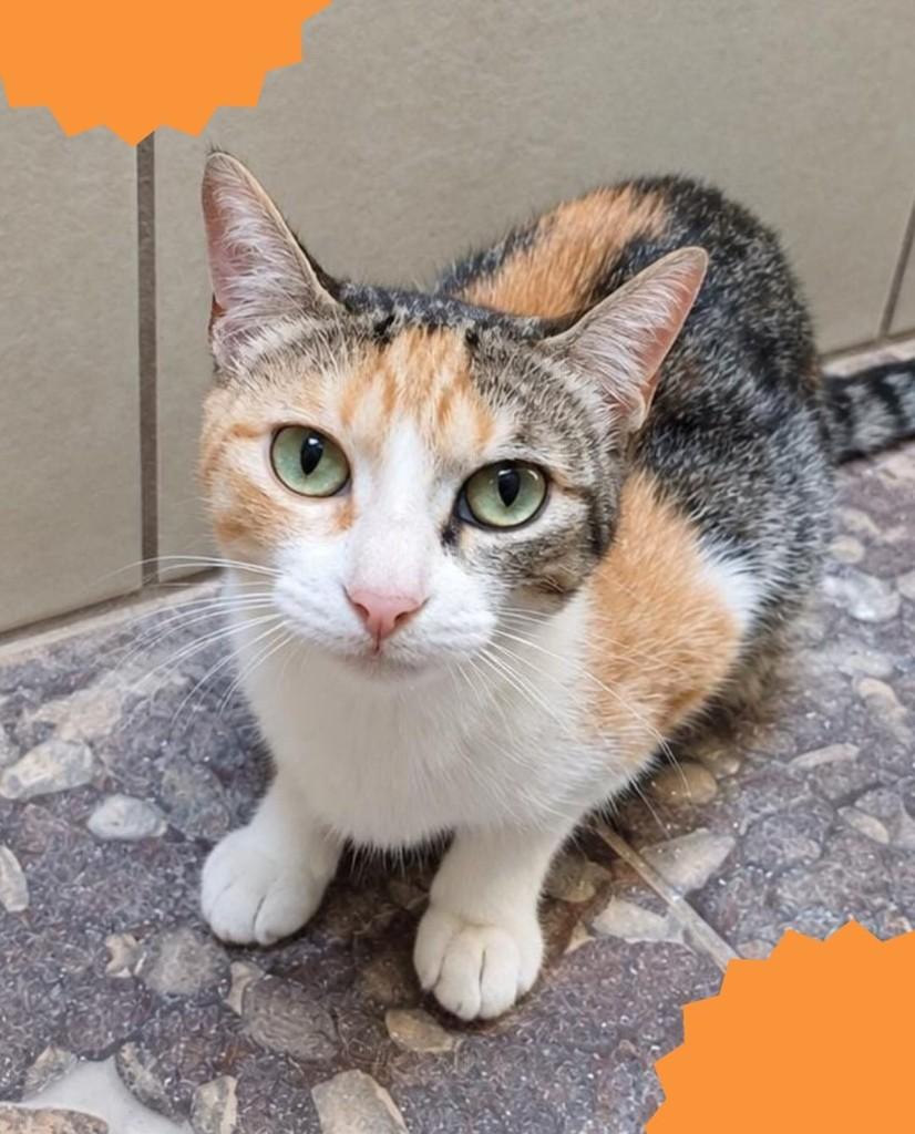 Serena, gata de porte pequeno para adoção em Brasília - DF — foto 3 de 3