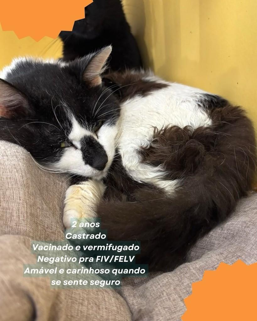 Apolo, gato de porte médio para adoção em Brasília - DF