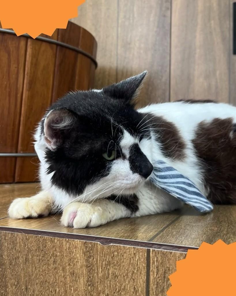 Apolo, gato de porte médio para adoção em Brasília - DF — foto 2 de 2