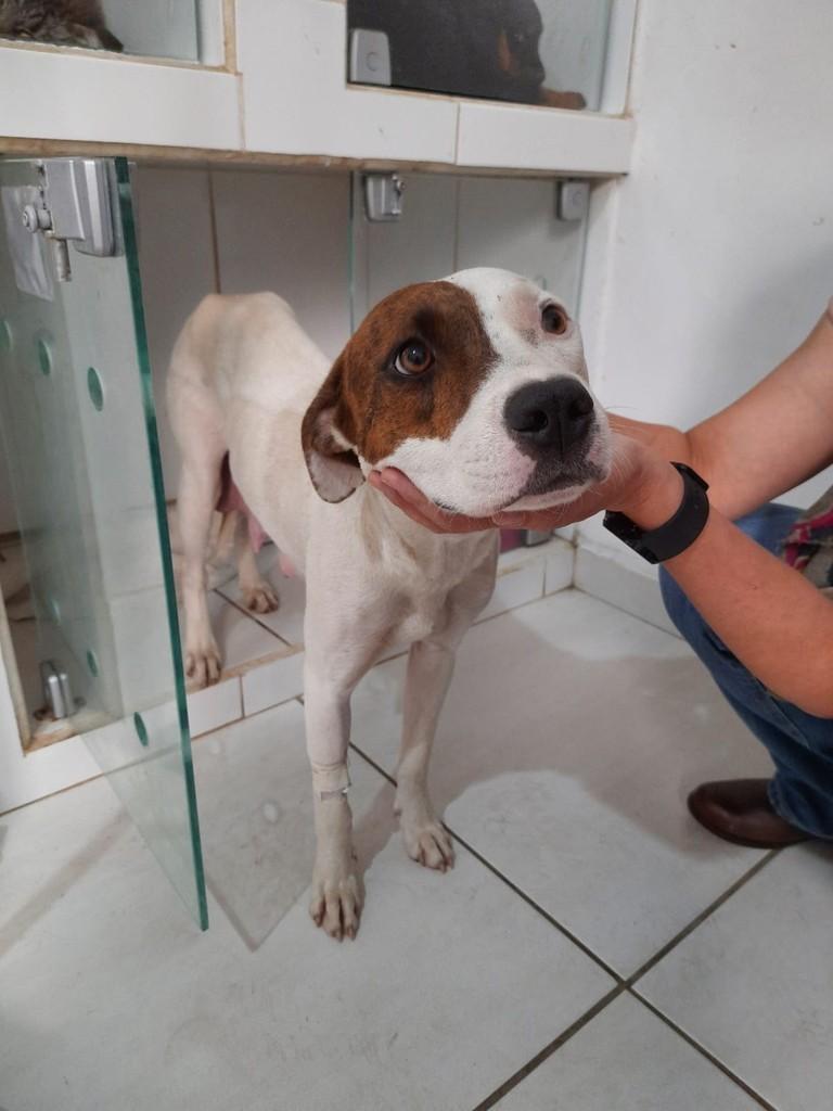 Zara, cadela de porte médio para adoção em Rio Claro - SP