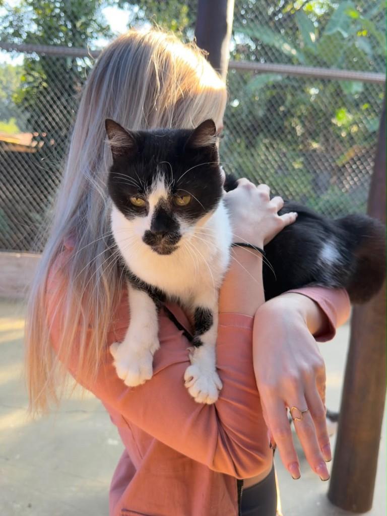 William, gato de porte médio para adoção em Rio Claro - SP
