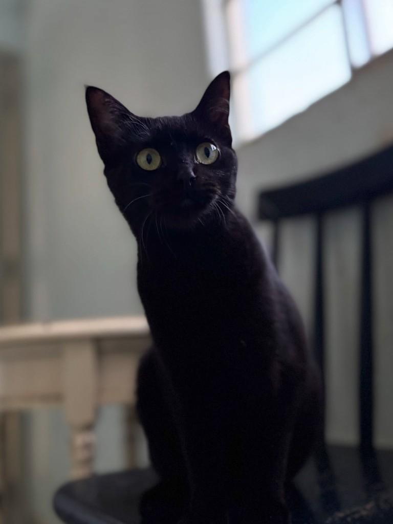 Doriana, gata de porte pequeno para adoção em Rio Claro - SP