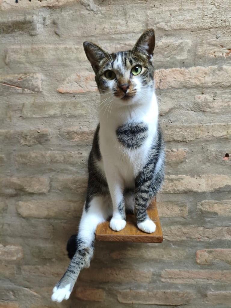 Lila, gata de porte pequeno para adoção em Rio Claro - SP