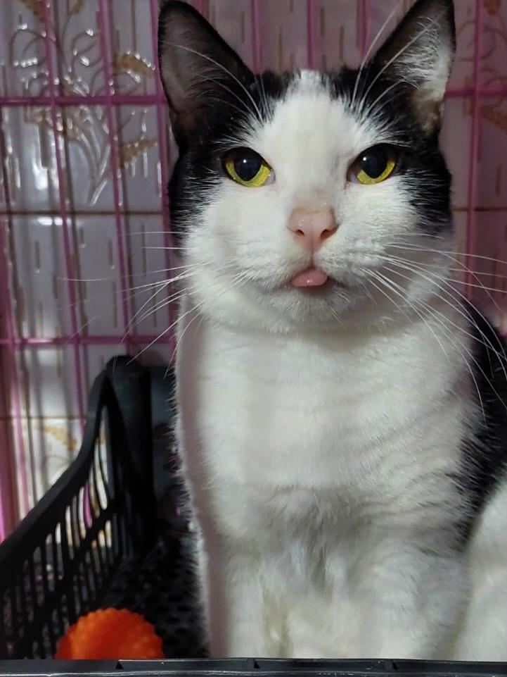 Dafne, gata de porte pequeno para adoção em Rio Claro - SP