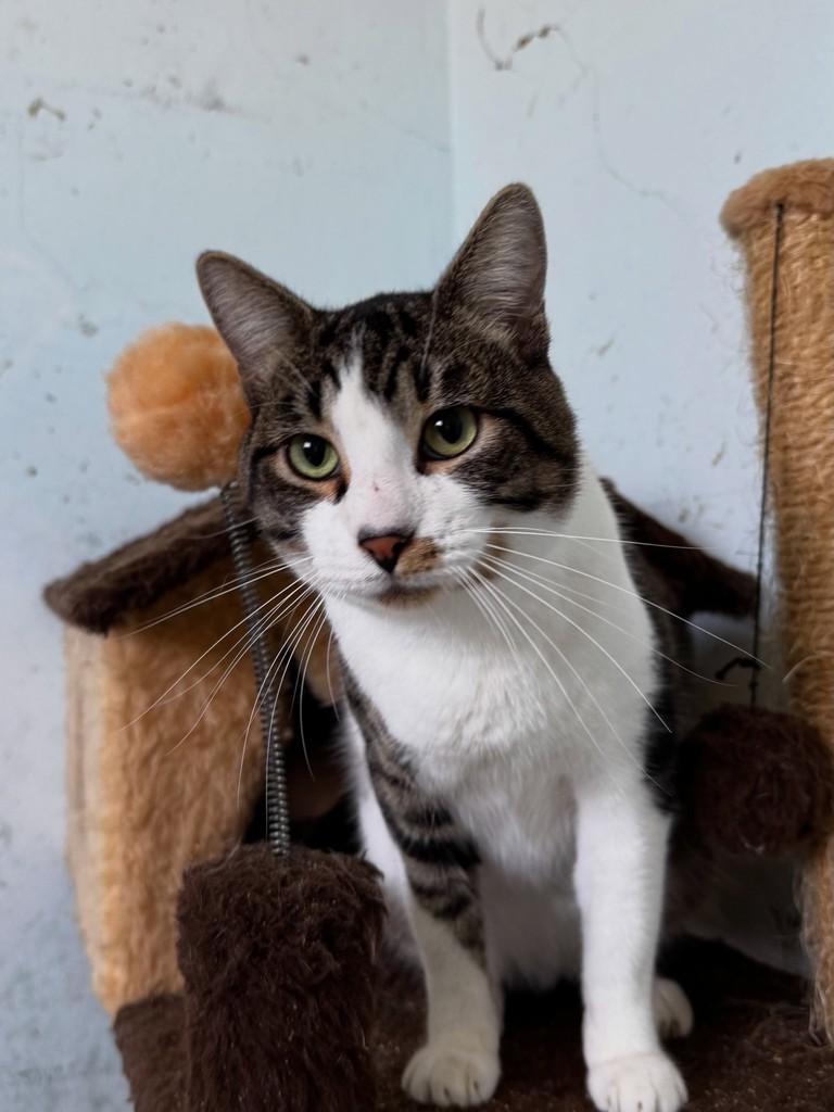 Vicente, gato de porte médio para adoção em Rio Claro - SP