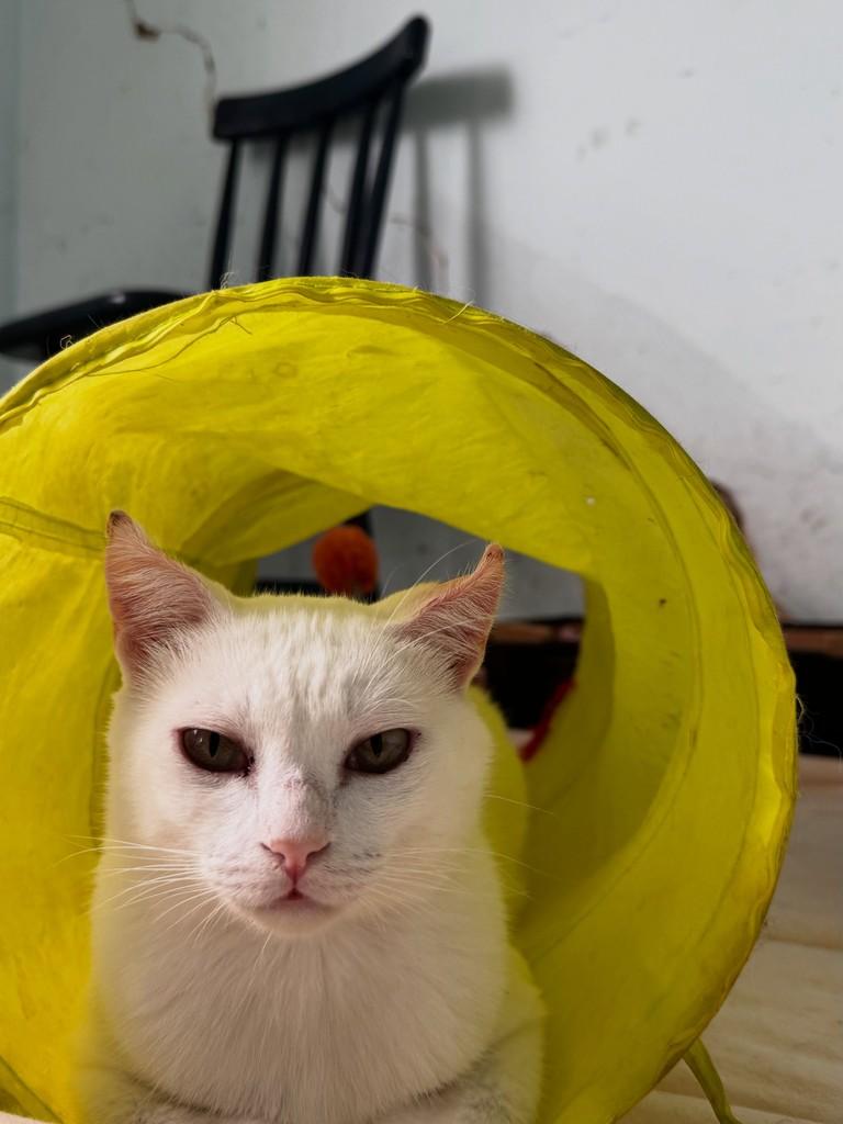 Bear, gato de porte pequeno para adoção em Rio Claro - SP
