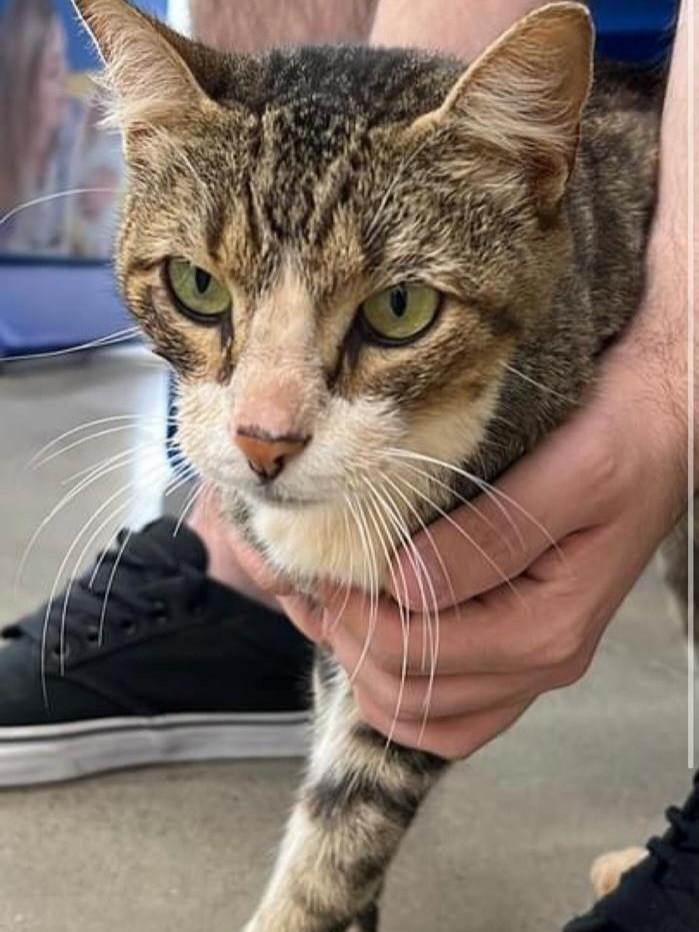 Corneta, gato de porte médio para adoção em Rio Claro - SP
