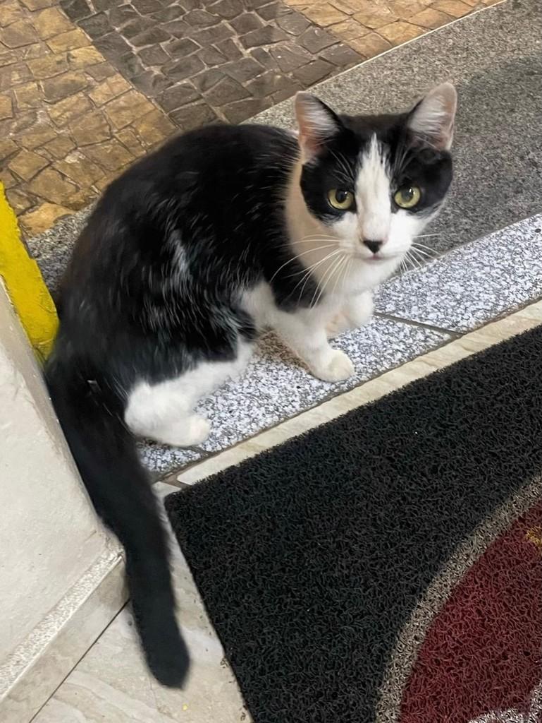 Olívia, gata de porte pequeno para adoção em Rio Claro - SP