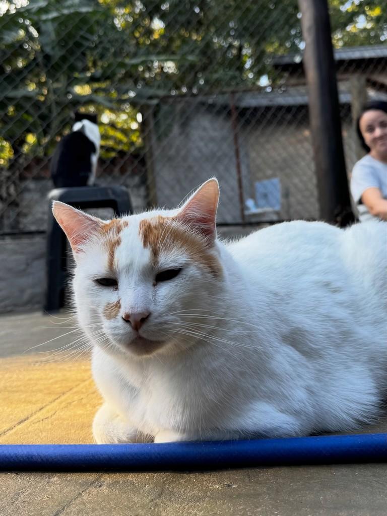 Tutti, gato de porte grande para adoção em Rio Claro - SP