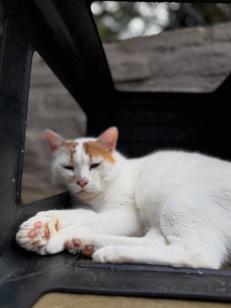 Tutti, gato de porte grande para adoção em Rio Claro - SP — foto 2 de 7