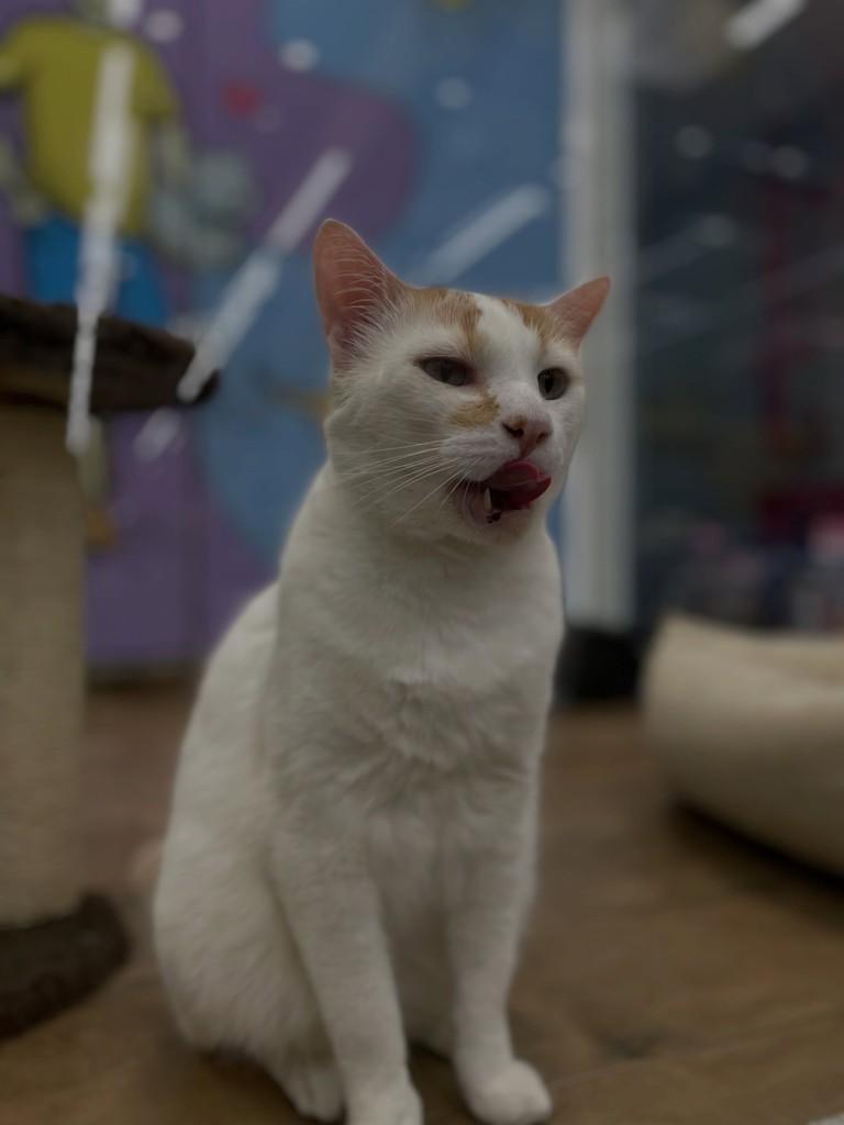 Tutti, gato de porte grande para adoção em Rio Claro - SP — foto 3 de 7