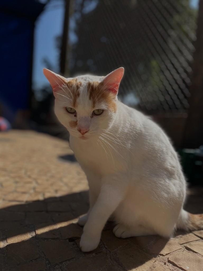 Tutti, gato de porte grande para adoção em Rio Claro - SP — foto 4 de 7
