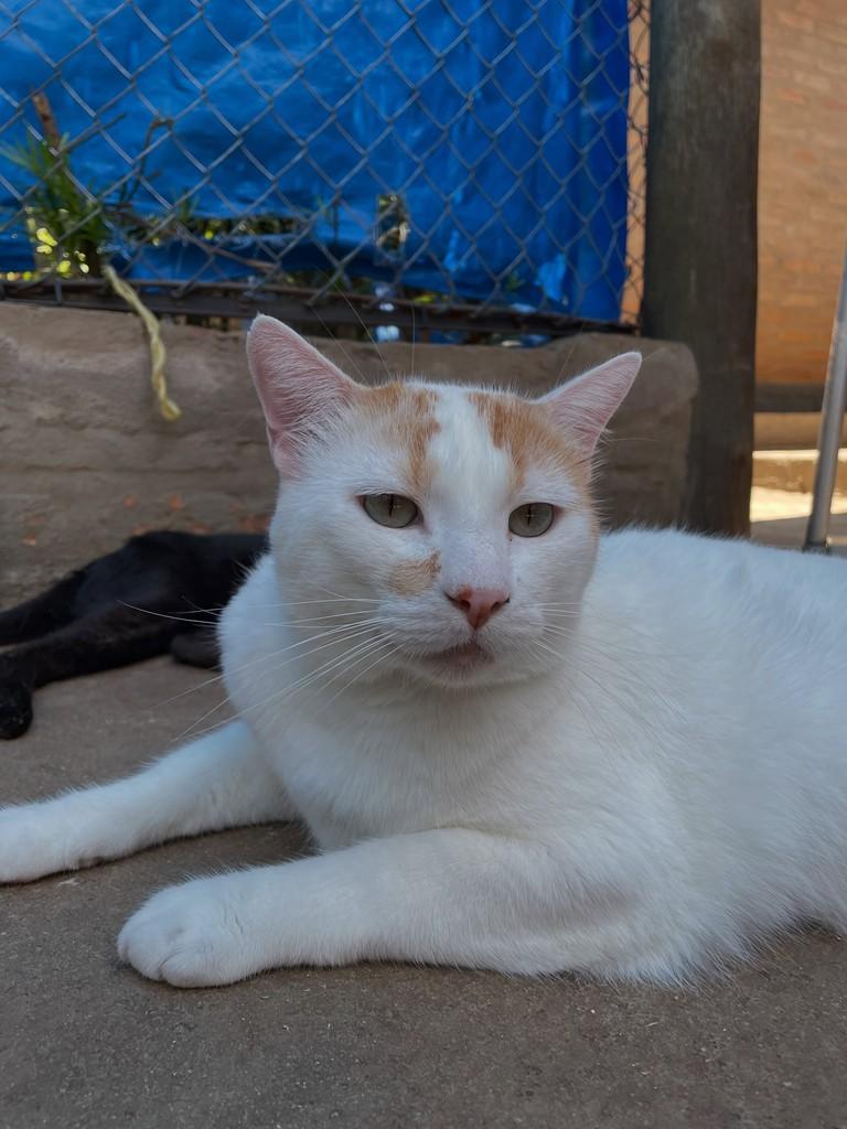 Tutti, gato de porte grande para adoção em Rio Claro - SP — foto 5 de 7