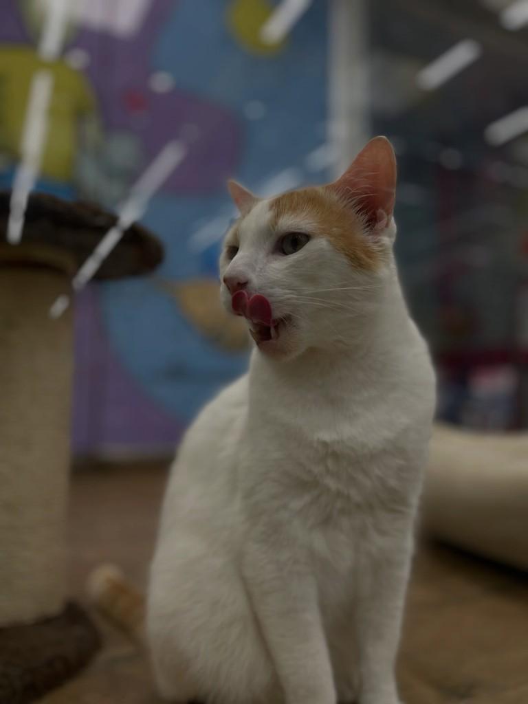 Tutti, gato de porte grande para adoção em Rio Claro - SP — foto 5 de 6