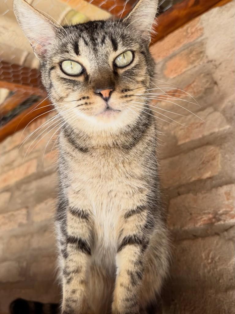 Tom, gato de porte médio para adoção em Rio Claro - SP