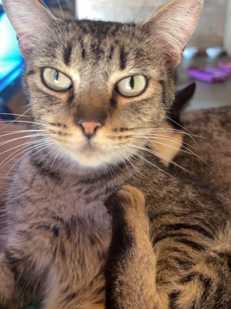 Tom, gato de porte médio para adoção em Rio Claro - SP — foto 2 de 5