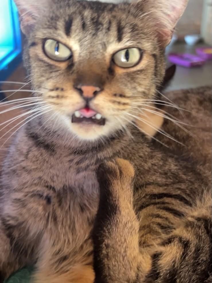 Tom, gato de porte médio para adoção em Rio Claro - SP — foto 3 de 5