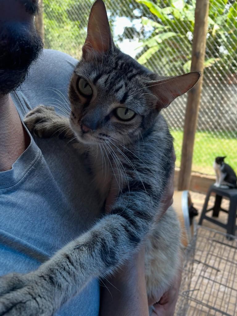 Tom, gato de porte médio para adoção em Rio Claro - SP — foto 4 de 5